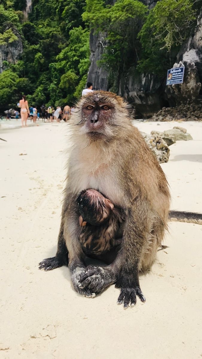 Monkey Beach