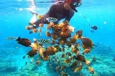 Snorkel